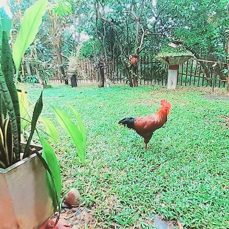 Bamboo Home Stay Hiriketiya ディックウェラ エクステリア 写真
