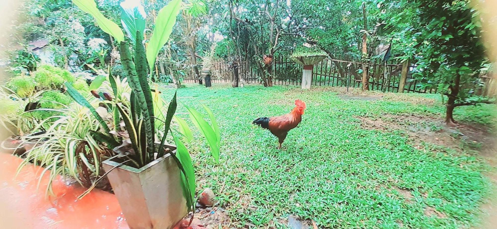 Bamboo Home Stay Hiriketiya ディックウェラ エクステリア 写真