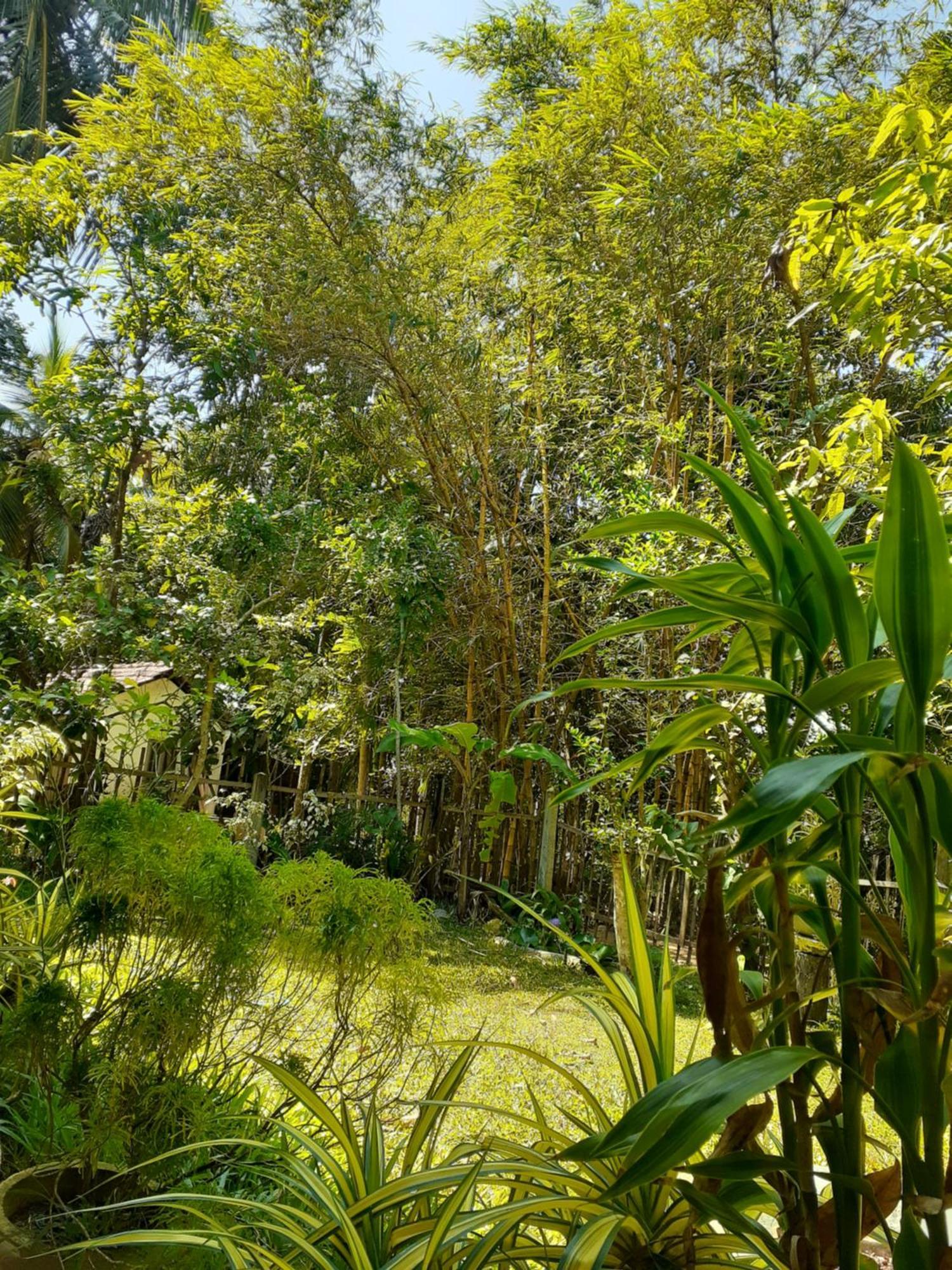Bamboo Home Stay Hiriketiya ディックウェラ エクステリア 写真